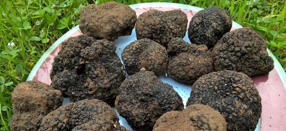 Black truffles - with soil on. Found by The English Truffle Company