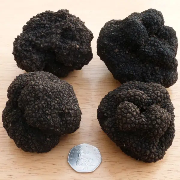 English Black Truffles - they are firm, with a black skin covered with pyramidal warts. These ones were not found in a garden!