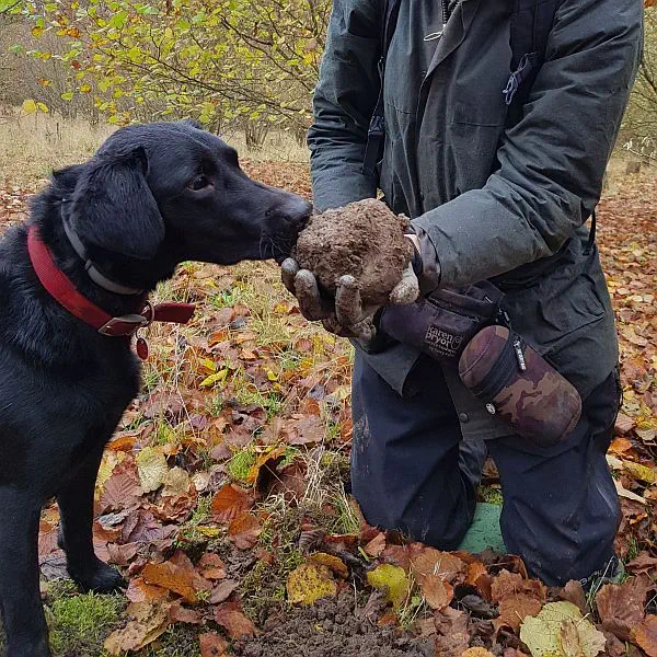 Our personal best truffle of 606g found in a Surrey Hills truffle orchard.