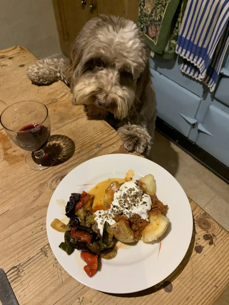Truffle hound (Lagotto) admiring truffles on yoghourt and baked potato, with grilled veg.