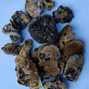 frozen truffle for spores inoculum trees