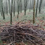 Truffle Wood Maintenance - gathering fallen branches