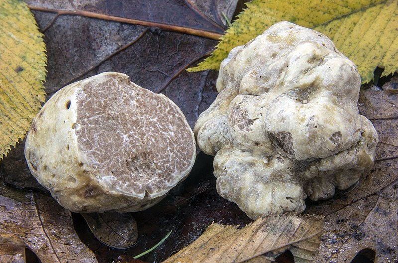 Italian White truffles. This image was created by user Nicolò Oppicelli at Mushroom Observer, a source for mycological images