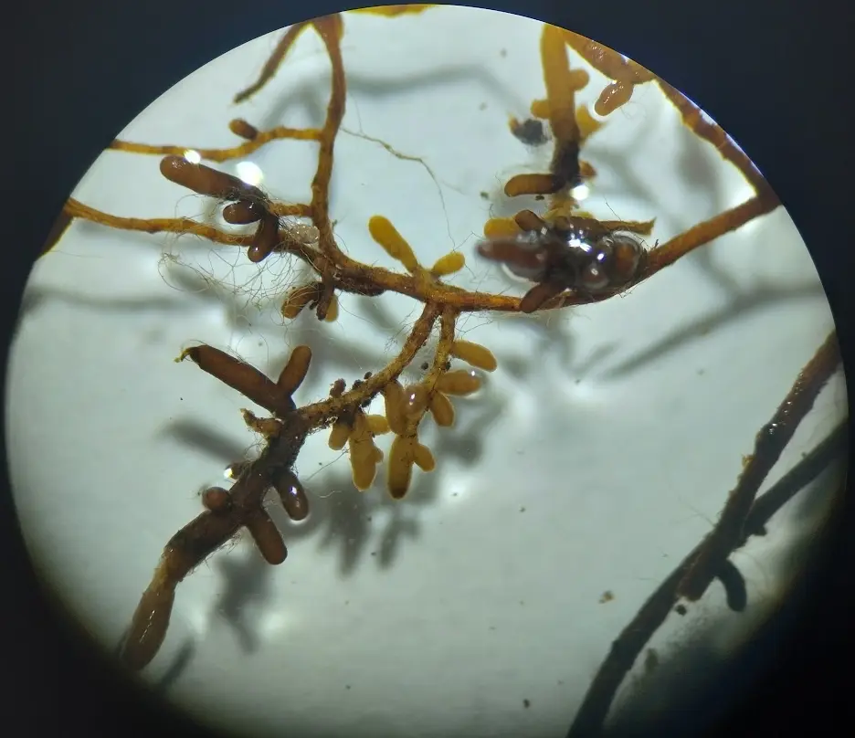 Summer truffle mycorrhiza root-tips