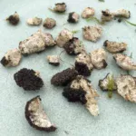 garden early unripe truffle pieces