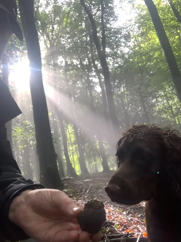 Dog training truffles