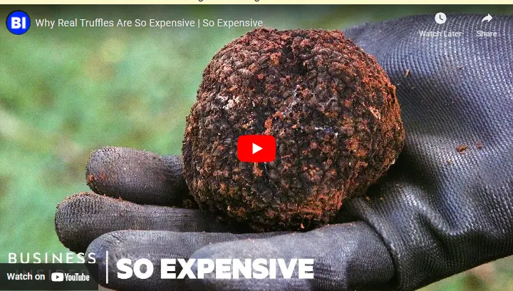 Business Insider - How Expensive Series - Truffles