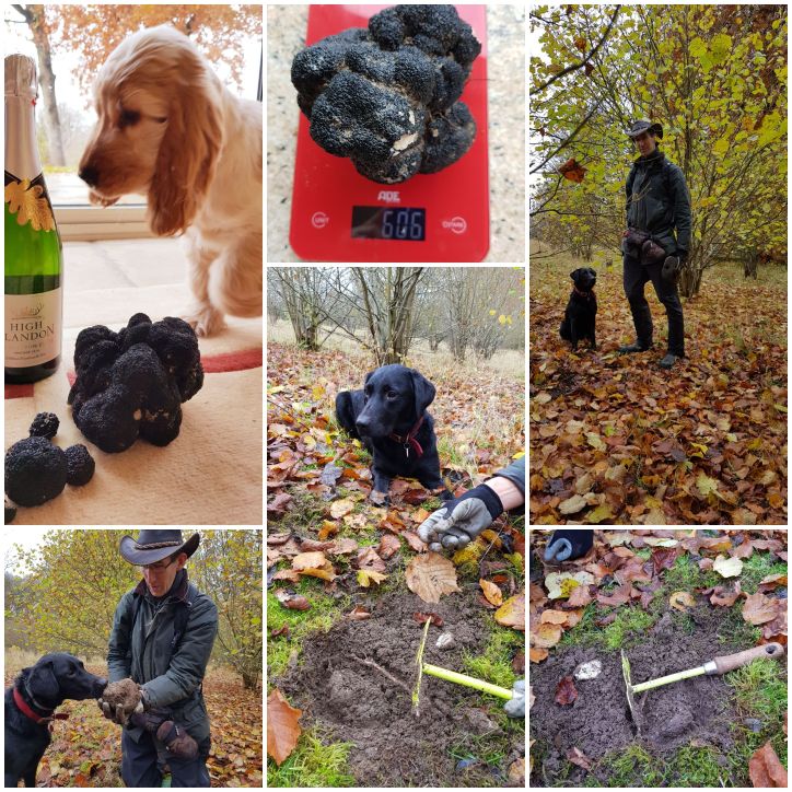 606g monster Black Autumn truffle