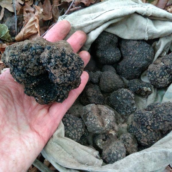 hand and truffles