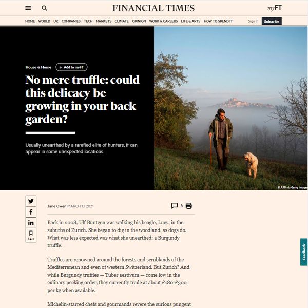 The English Truffle Company in a Financial Times truffle article.