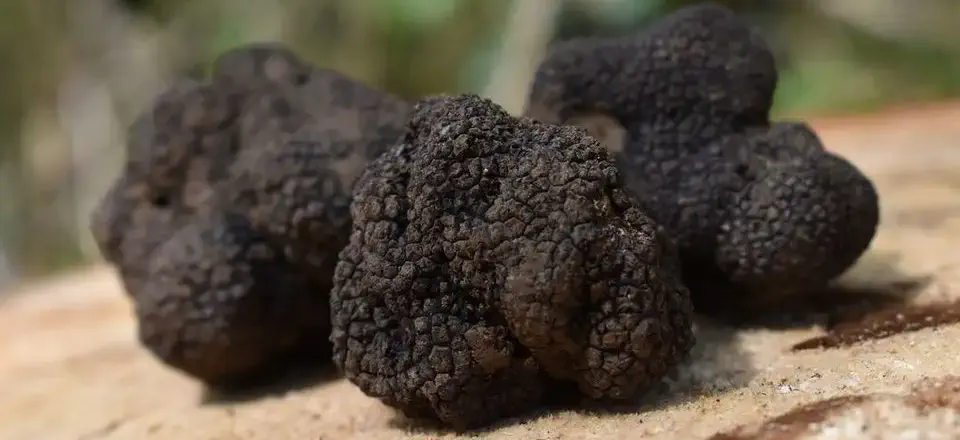 Black truffles from The English Truffle Company