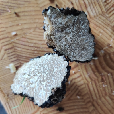Kent park unripe truffle May 2022