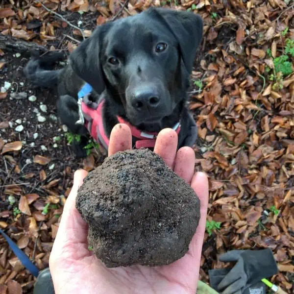 truffle hound hire rent experience day tour truffle hunting experience day gift vouchers