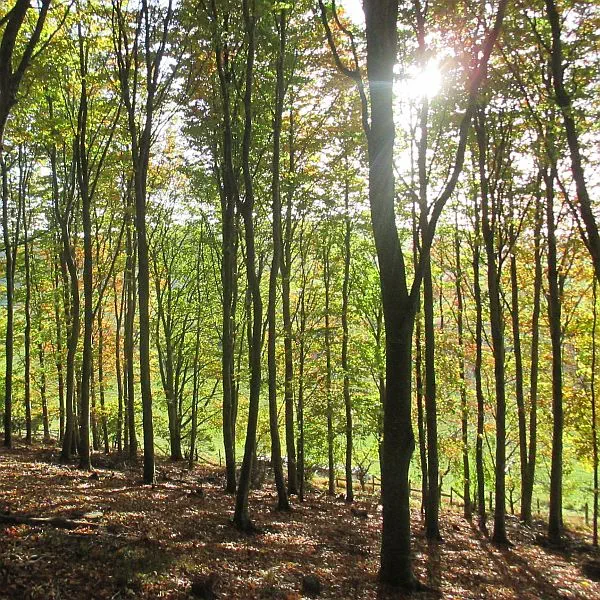 A beech plantation in Southern England with truffles. We are seeking woodland owners with similar.
