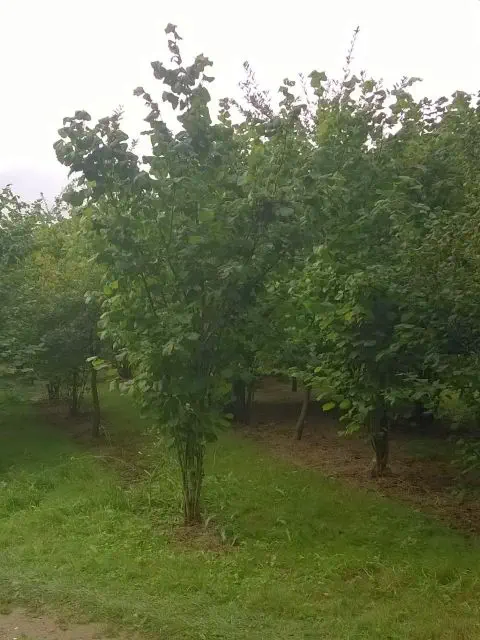 established truffle tree orchard plantation truffière