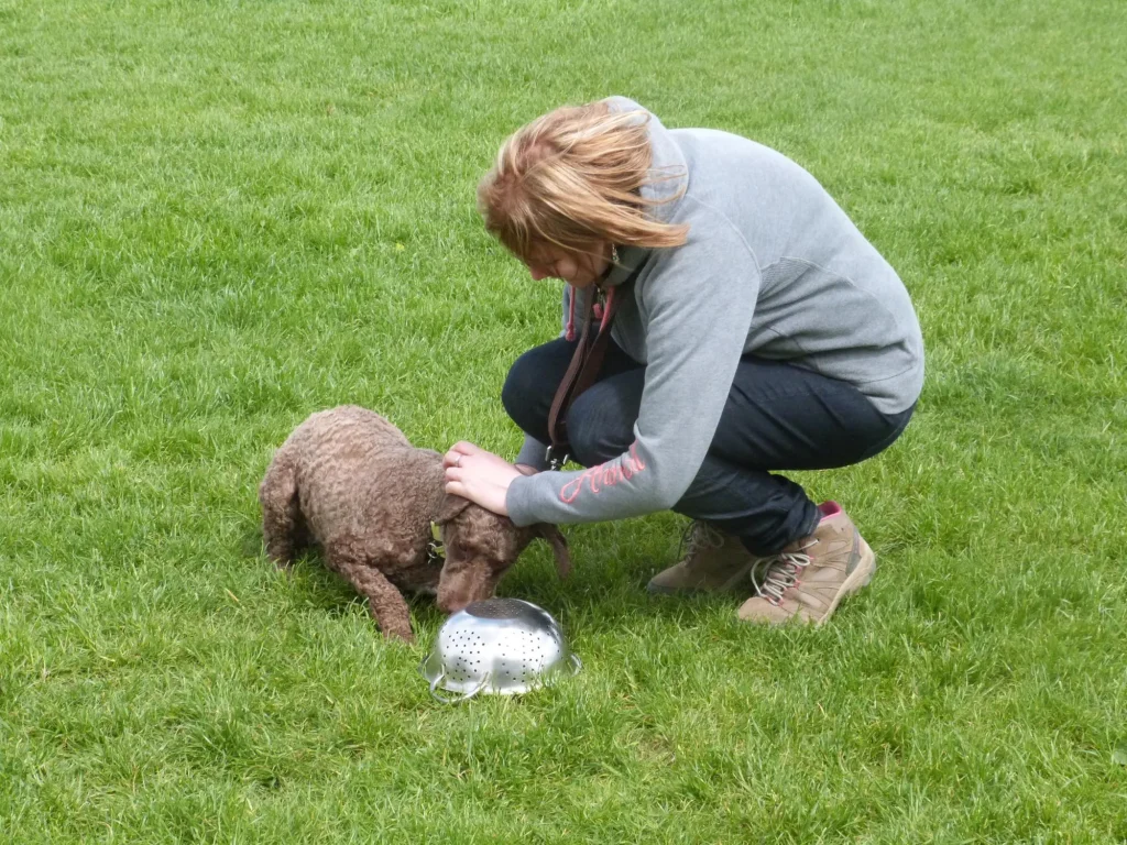 Workshop - Lenny the Spanish Water Dog, indicates he has found the truffle scent with a down.