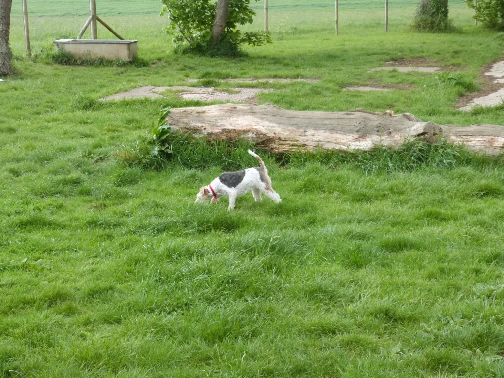 Workshop - A Fox Terrier has got the hang of it.