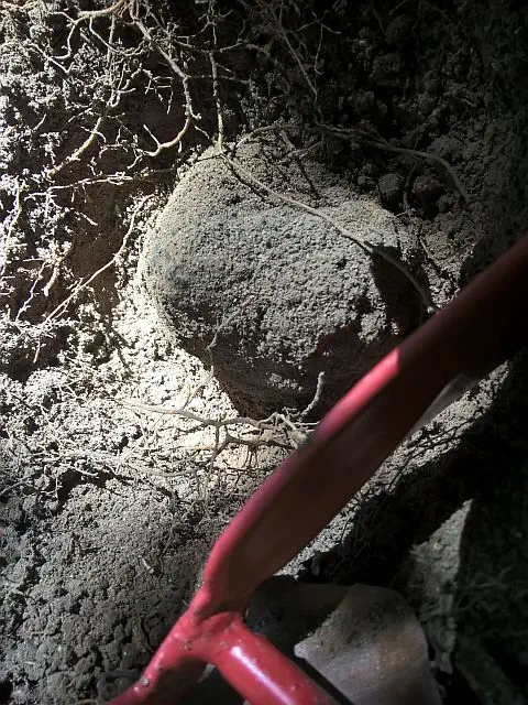 excavating digging a truffle