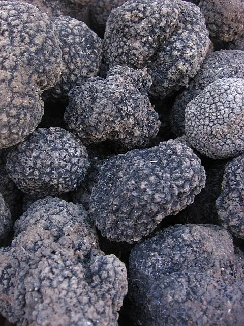 english autumn black truffles