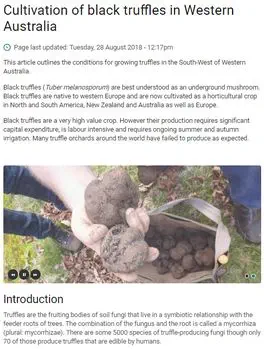 Cultivation of black truffles in Western Australia