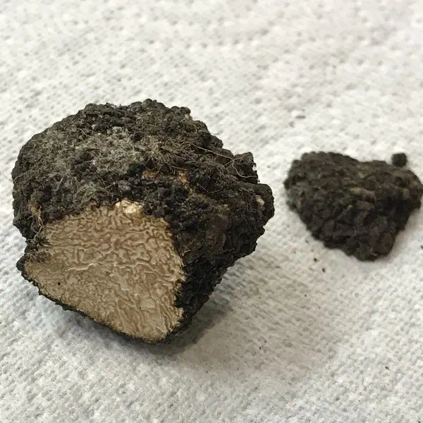 Unripe summer truffle found in a garden in early June.