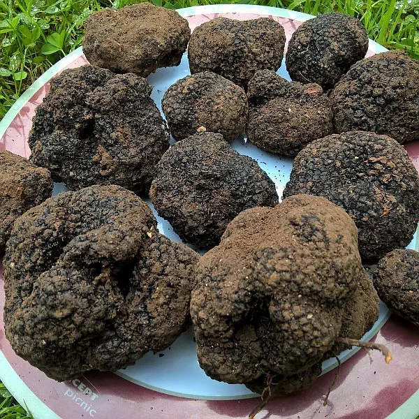 A nice haul of truffles prior to cleaning.