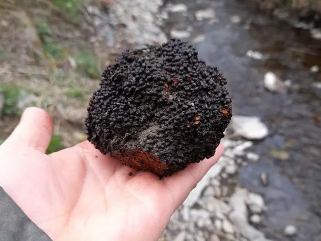 Alder root nodule gall - another truffle look-alike