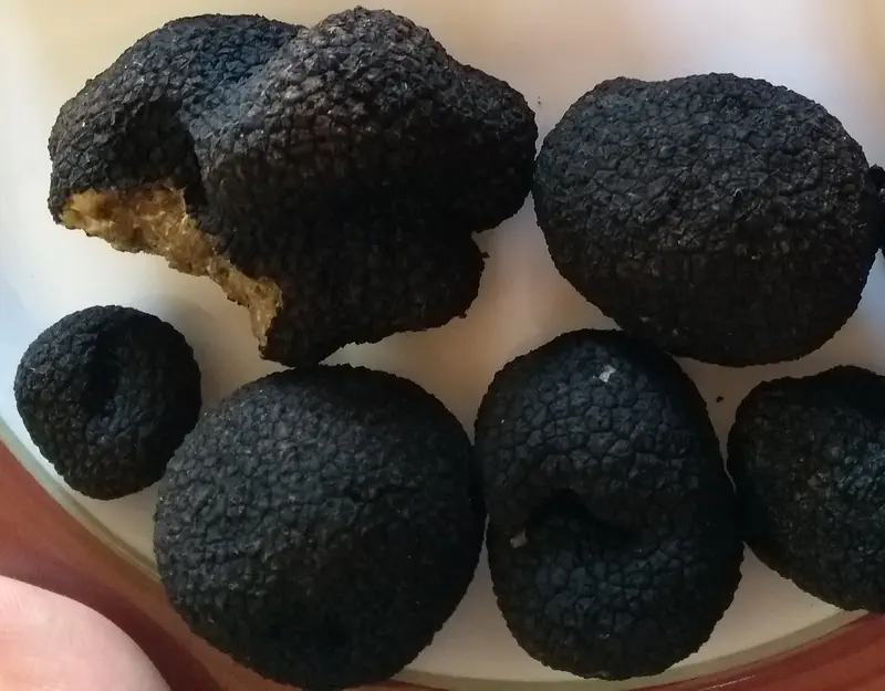 Bagnoli truffles - Tuber mesentricum (Aestivum group)