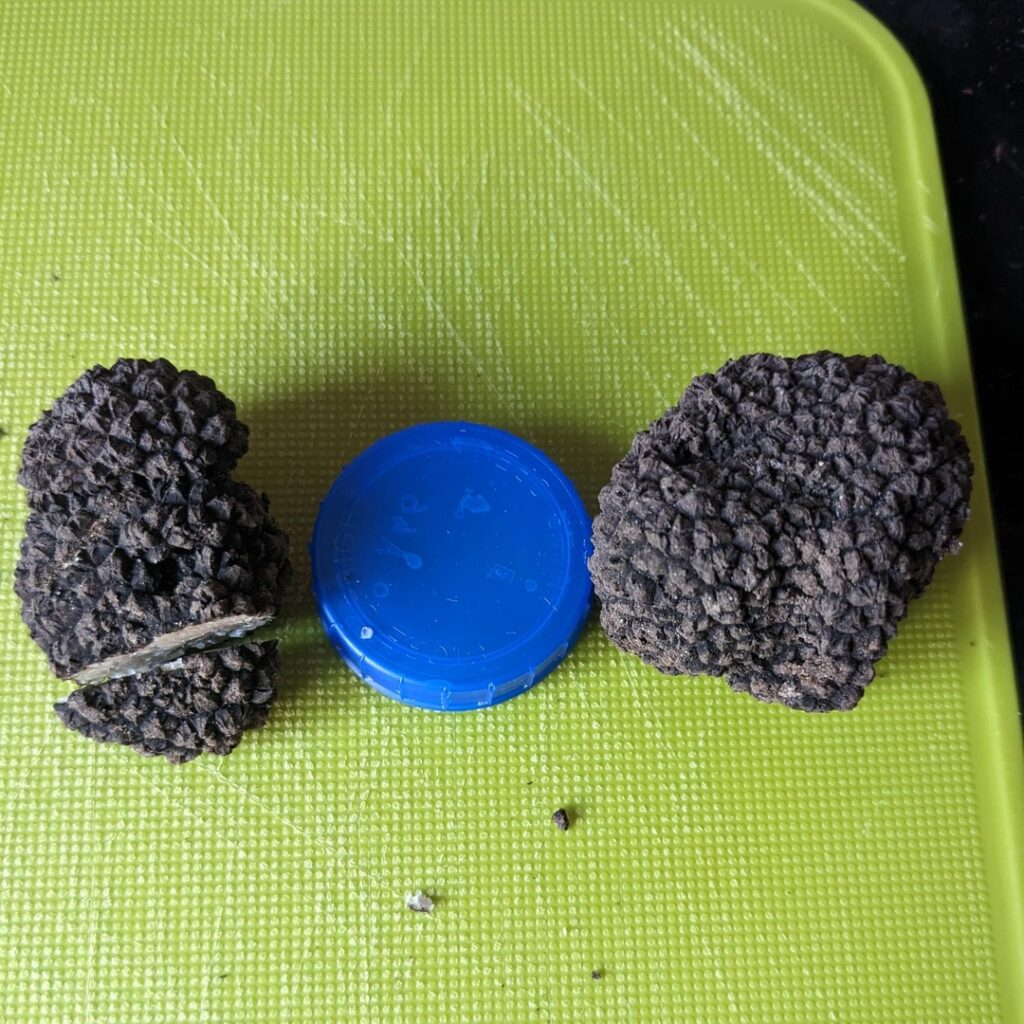 Garden unripe summer truffle 06/06/23
