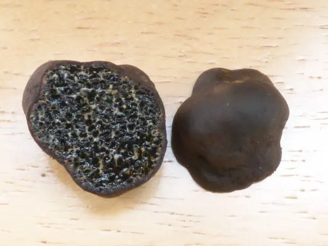 A slime truffle in the Melanogaster genus, not a true truffle but one of many inedible truffle look-alikes