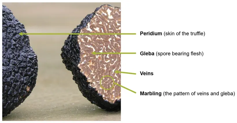 Truffle - peridium and gleba