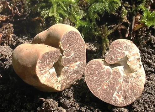 Tuber excavatum - Hollowed truffle