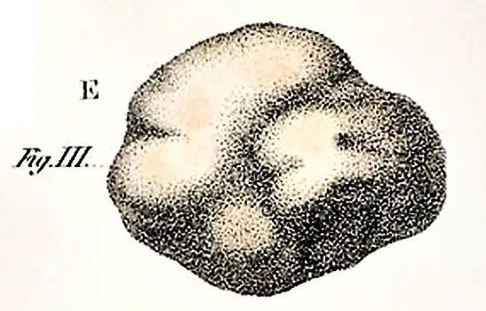 Tuber borchii (Puberulum group)