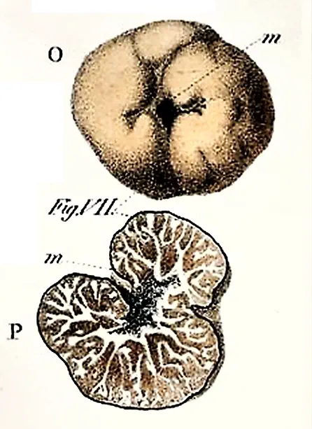 Tuber excavatum (Excavatum group)