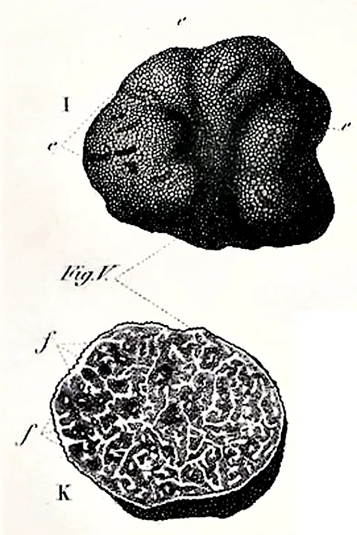 tuber macrosporum (Aestivum group)