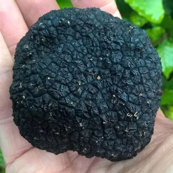 One of a haul of nice English black autumn truffles