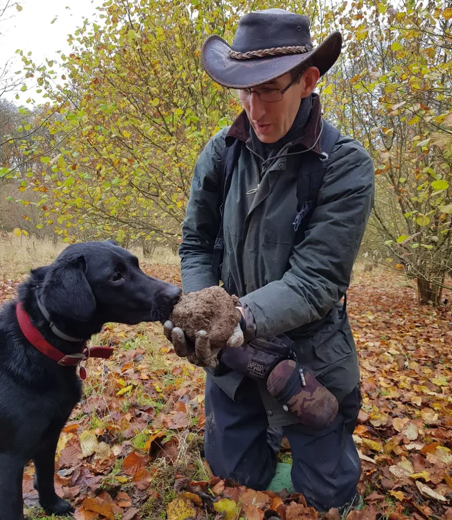 We offer truffle harvesting services such as at this Surrey truffle orchard / plantation.