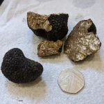 garden truffle find