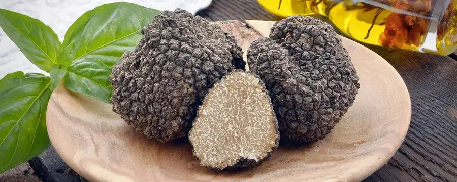 The English Truffle Company - black summer / autumn truffles on plate