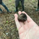 wiltshire truffle in hand