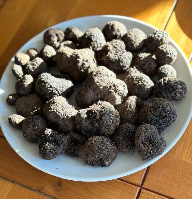 Record truffle haul plate truffle hunting experience day
