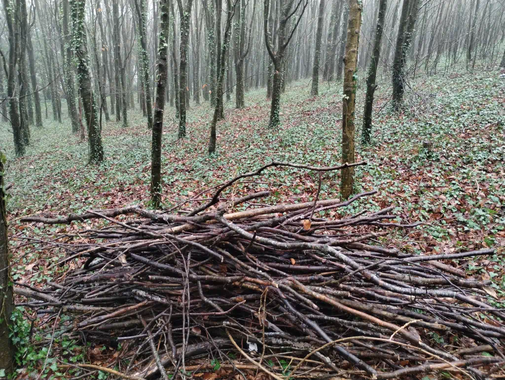 Truffle Wood Maintenance - gathering fallen branches