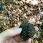 truffle hunting experience day find
