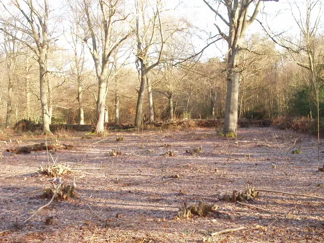 Hazels recently coppiced in Black Park