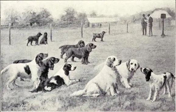 Group of Gun Dogs from 1915