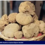 Rare truffle found on Sutton/Epsom border