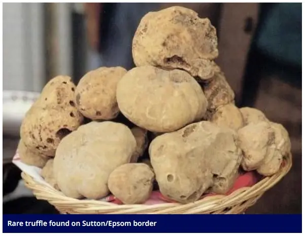 Rare truffle found on Sutton/Epsom border