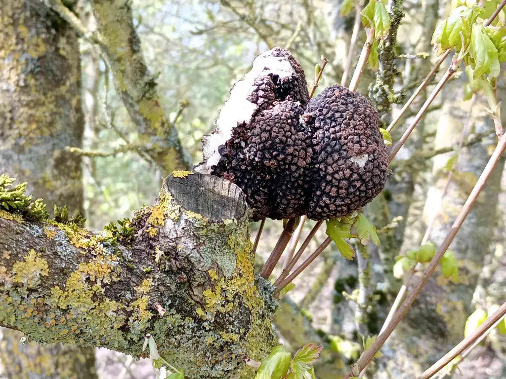 truffle up a tree
